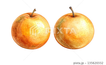 和梨、梨の水彩画イラスト 135620332