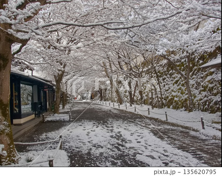 三千院桜の馬場の雪景色 135620795
