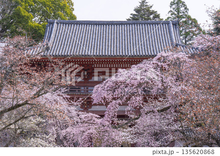 春の京都　醍醐寺　桜と西大門（仁王門） 135620868