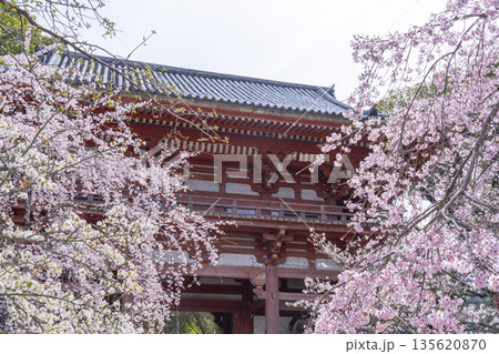 春の京都　醍醐寺　桜と西大門（仁王門） 135620870