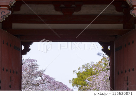 春の京都 醍醐寺 桜と西大門(仁王門) 春の京都 醍醐寺 桜と西大門(仁王門) 135620871