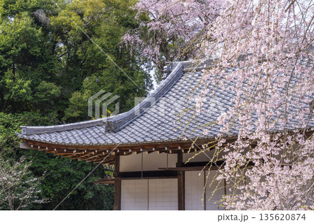 春の京都 醍醐寺 清瀧宮 拝殿 満開の桜 春の京都 醍醐寺 清瀧宮 拝殿 満開の桜 135620874