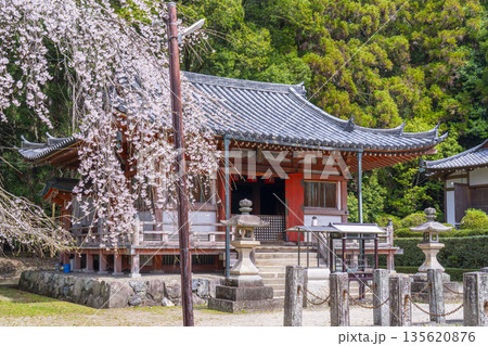 春の京都　醍醐寺　枝垂れ桜と不動堂 135620876