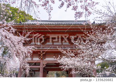 春の京都　醍醐寺　桜と西大門（仁王門） 135620881