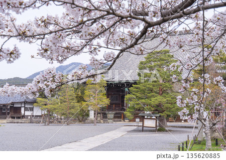 春の京都 清凉寺 (嵯峨釈迦堂) 桜と本堂 春の京都 清凉寺 (嵯峨釈迦堂) 桜と本堂 135620885
