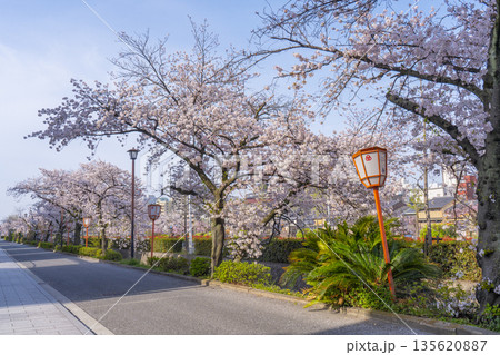 鴨川沿いの遊歩道に咲く満開の桜 祇園四条〜清水五条 鴨川沿いの遊歩道に咲く満開の桜 祇園四条〜清水五条 135620887