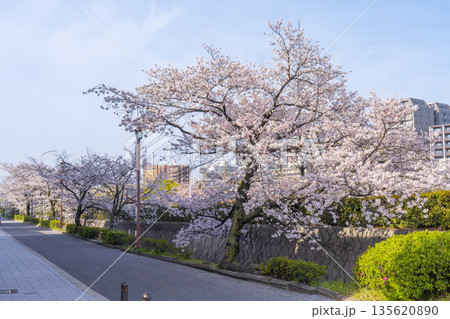 鴨川沿いの遊歩道に咲く満開の桜　祇園四条〜清水五条　 135620890