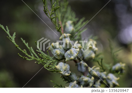 Juniper seed cluster details described, Detailed illustration of juniper seed arrangements with powdery bloom and resin dots 135620947