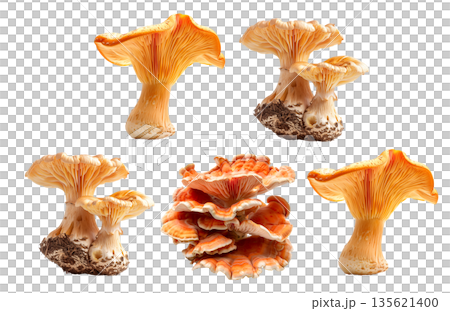 Lobster mushroom isolated on a white background 135621400