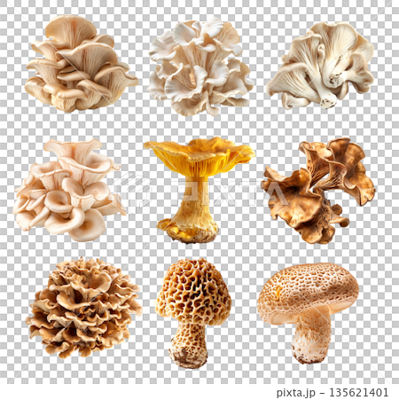 Closeup of Matsutake and Morel mushroom showing its textured cap and stem isolated on a white background. Closeup of Matsutake and Morel mushroom showing its textured cap and stem isolated on a white background. 135621401
