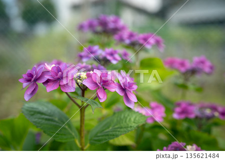 住宅街にひっそりと咲く紫陽花 135621484