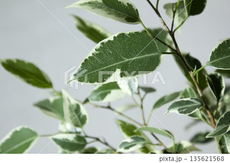 Close-up of patterned benjamin leaves. 135621568