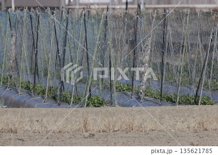 一月のグリーンピース畑 一月のグリーンピース畑 135621785