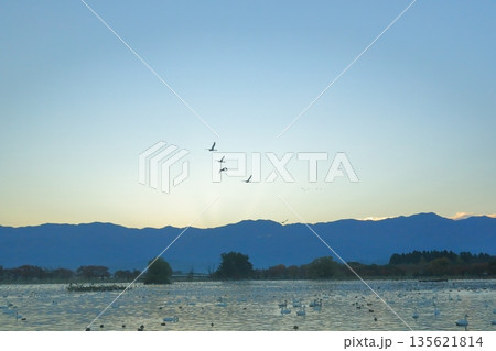 早朝の阿賀野の瓢湖の空を飛ぶ白鳥の群れの眺め 早朝の阿賀野の瓢湖の空を飛ぶ白鳥の群れの眺め 135621814