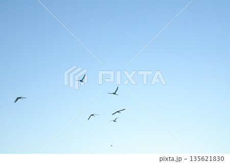 白鳥の群れが飛び去る阿賀野の瓢湖の空の景色 白鳥の群れが飛び去る阿賀野の瓢湖の空の景色 135621830