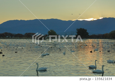 日の出前の阿賀野の瓢湖の薄紅色に色付いた湖面 135621834