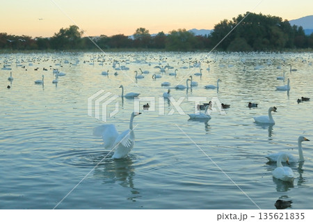 羽根を広げた白鳥の姿が美しい阿賀野の瓢湖の朝の景色 135621835
