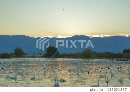 阿賀野の瓢湖の薄紅色に染まった湖面の風景 阿賀野の瓢湖の薄紅色に染まった湖面の風景 135621837
