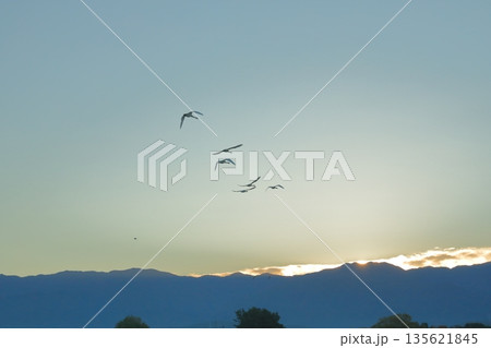 白鳥の群れが飛び去る阿賀野の瓢湖の日の出の景色 白鳥の群れが飛び去る阿賀野の瓢湖の日の出の景色 135621845