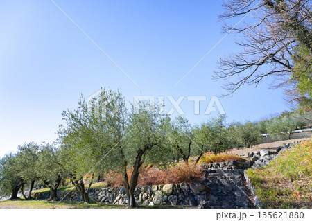 オリーブ農園(香川県小豆島) 135621880