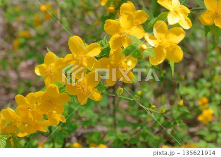 黄色いヤマブキの花 135621914