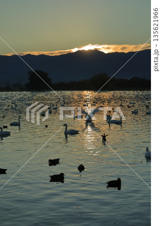 阿賀野の瓢湖で朝の光を浴びながら翼を広げる白鳥の眺め 阿賀野の瓢湖で朝の光を浴びながら翼を広げる白鳥の眺め 135621966