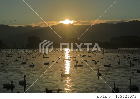 朝陽の光の中を白鳥が泳ぐ阿賀野の瓢湖の絶景 135621973