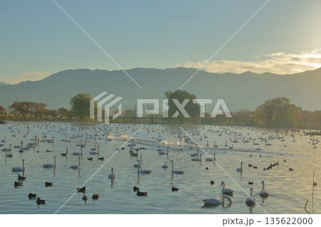 飛び立つ白鳥が水しぶきをあげて湖面を走る阿賀野の瓢湖の景色 135622000