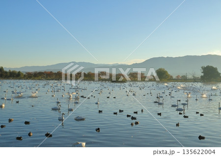 あちこちで水しぶきが上がる阿賀野の瓢湖の朝の風景 135622004