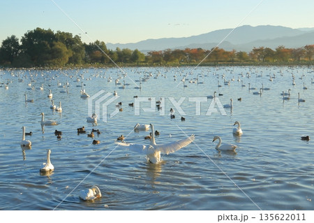 朝の澄んだ空気の中の白鳥の姿が美しい阿賀野の瓢湖 朝の澄んだ空気の中の白鳥の姿が美しい阿賀野の瓢湖 135622011