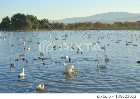 阿賀野の瓢湖の朝の白鳥たちの様子 135622012