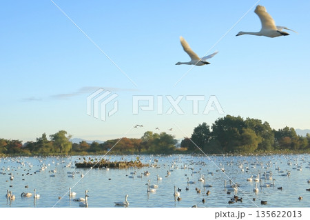 飛翔する白鳥の姿が美しい阿賀野の瓢湖の景色 飛翔する白鳥の姿が美しい阿賀野の瓢湖の景色 135622013
