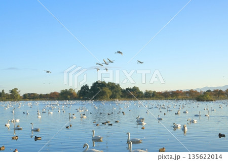 快晴の青空を白鳥の群れが舞い飛ぶ阿賀野の瓢湖の景色 135622014