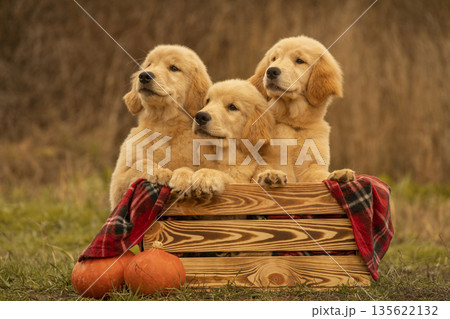 Golden Retriever Puppies in Wooden Crate with Pumpkins Outdoors 135622132