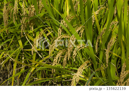 This is autumn rice that is ripening well. This is autumn rice that is ripening well. 135622139