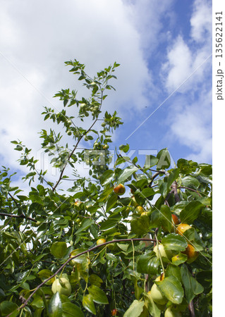 It is a branch of a jujube tree with ripe fruit. It is a branch of a jujube tree with ripe fruit. 135622141