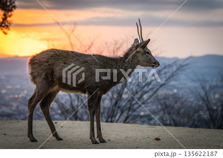【秋】奈良公園　若草山の鹿【夕景】 135622187