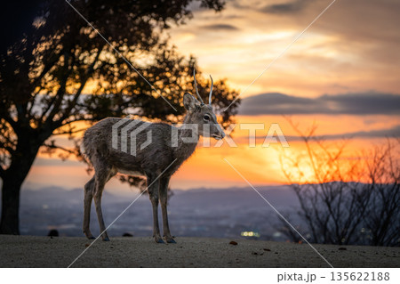 【秋】奈良公園 若草山の鹿【夕景】 【秋】奈良公園 若草山の鹿【夕景】 135622188