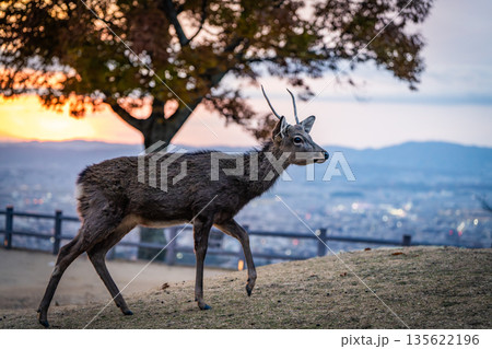 【秋】奈良公園 若草山の鹿【夕景】 【秋】奈良公園 若草山の鹿【夕景】 135622196