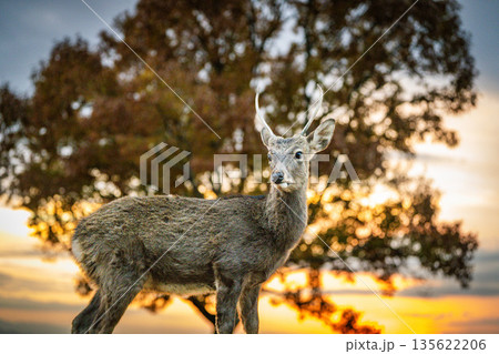 【秋】奈良公園　若草山の鹿【夕景】 135622206