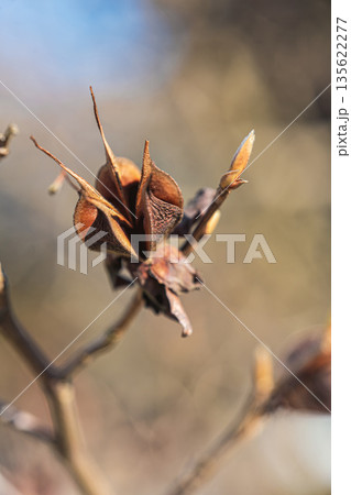 ヒメシャラの実 ヒメシャラの実 135622277