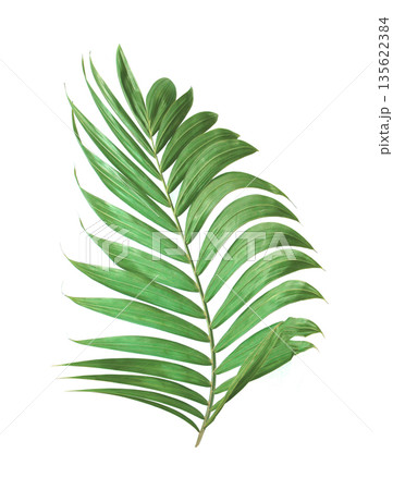 tropical nature green palm leaf isolated pattern background tropical nature green palm leaf isolated pattern background 135622384