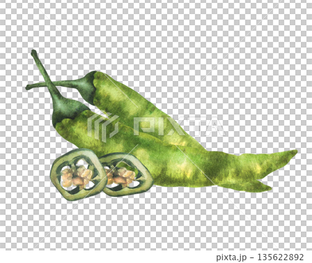 Watercolor hot chilli pepper. Green whole pepperoni vegetables and cut pods round sliced with seeds. Hand drawn illustrations. Fresh seasoning, spice for food. Illustration Isolated from background 135622892