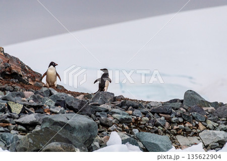 Impression of the Adelie Penguin Colony at the fish islands Impression of the Adelie Penguin Colony at the fish islands 135622904