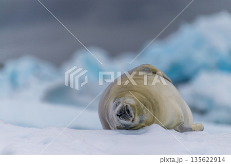 Crabeater Seal resting on a sheet of ice 135622914