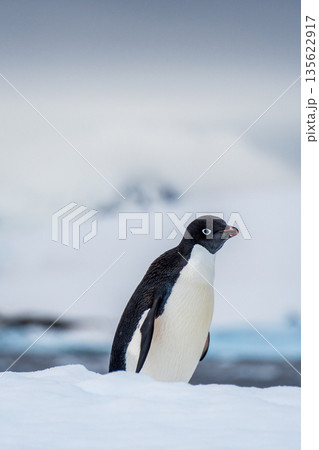 Adelie Penguin standing on an iceberg Adelie Penguin standing on an iceberg 135622917