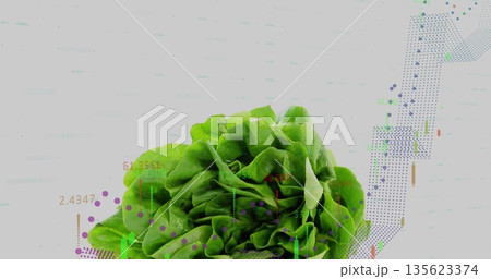 Presenting vibrant butterhead lettuce resting on white set in studio, with financial chart overlay Presenting vibrant butterhead lettuce resting on white set in studio, with financial chart overlay 135623374