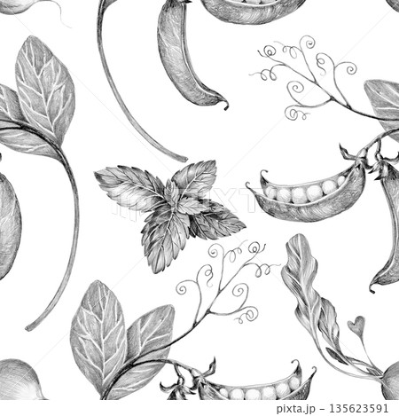 green peas on a branch young, drawn with a pencil on a white background, seamless pattern green peas on a branch young, drawn with a pencil on a white background, seamless pattern 135623591