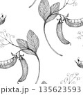 green peas on a branch young, drawn with a pencil on a white background, seamless pattern 135623593