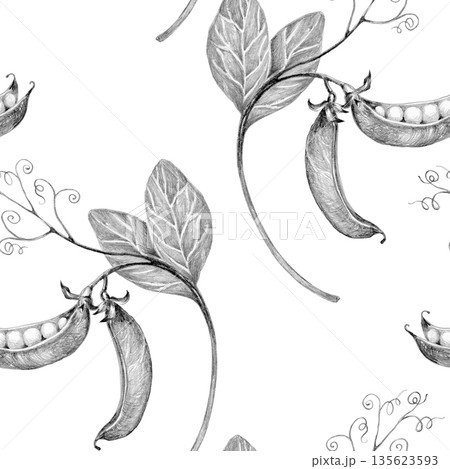 green peas on a branch young, drawn with a pencil on a white background, seamless pattern 135623593